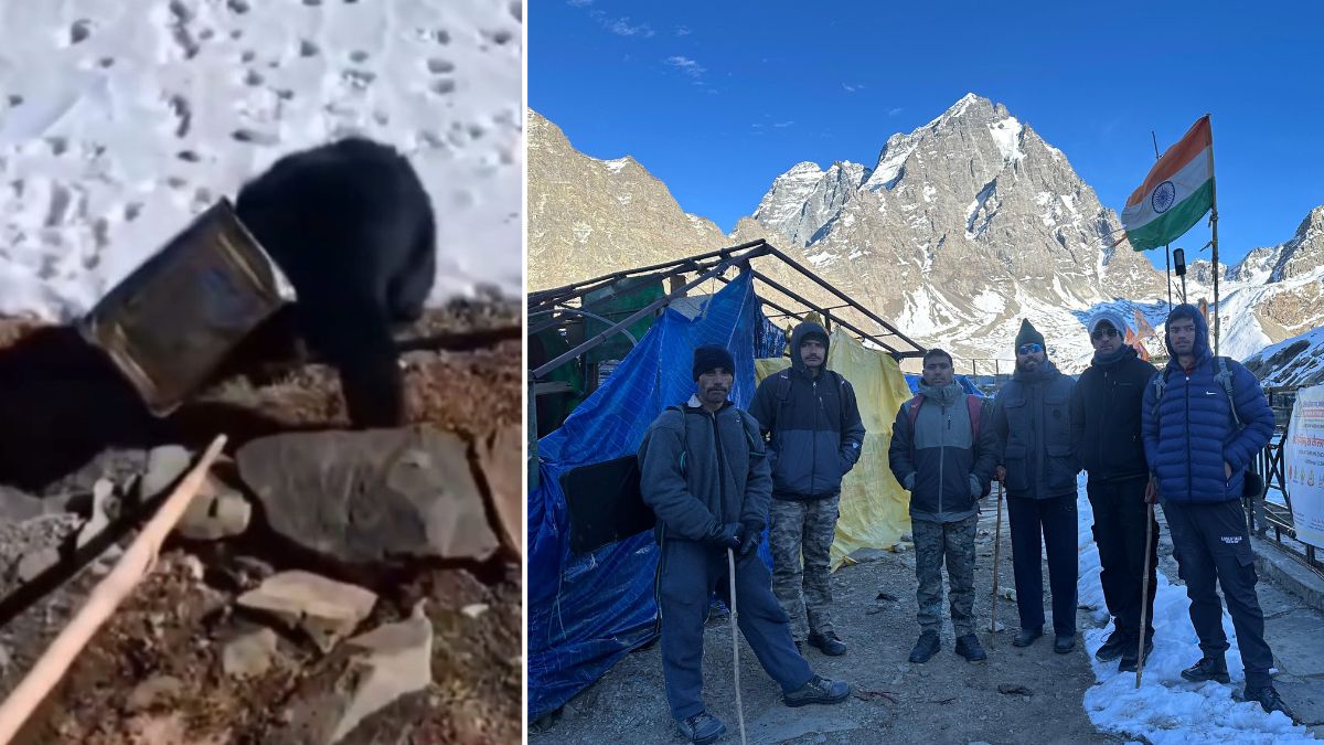 himachal pradesh manimahesh bear stranded in box viral video forest team start rescue