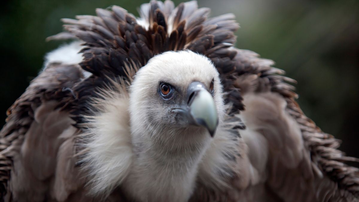 eurasian vultures 15000 km journey afghanistan to vidisha