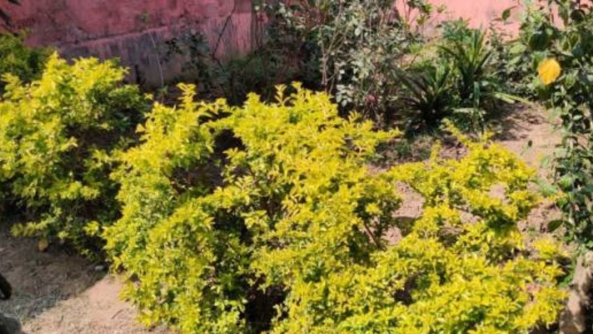 up nutrition gardens in lucknow are damaged due to lack of maintenance