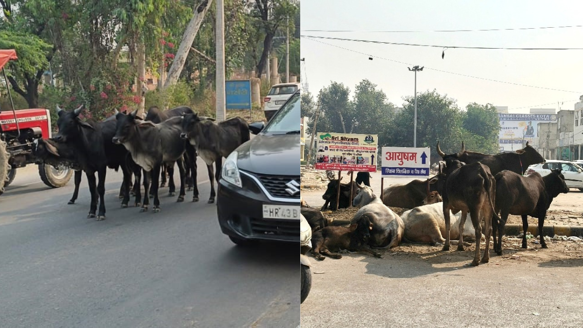 rewari stray cattle menace threat to public safety and farmers livelihoods