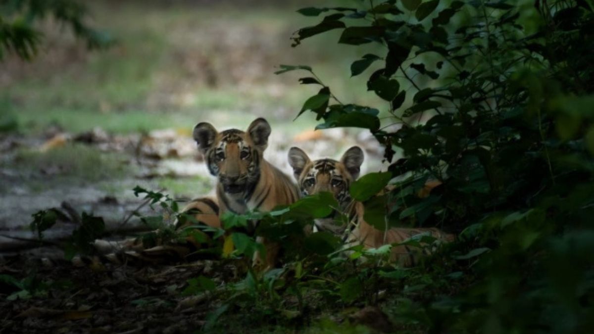 pilibhittigerreserve10tigercubs