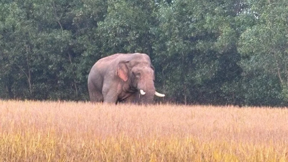 wild elephants destroy crops in saraikela farmers fear attack