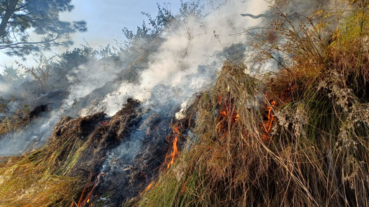 uttarakhand forest fire now the forests of ranikhet are on fire