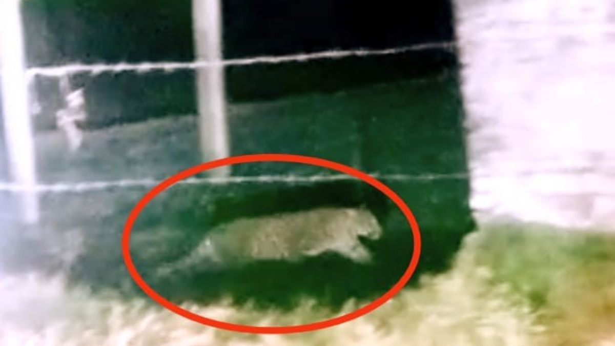 leopard spotted in madhapur village farmers capture video