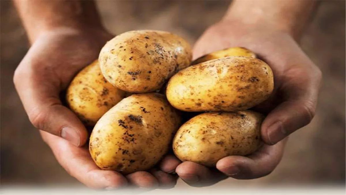 new potato farming technique seedbased cultivation for healthier potatoes