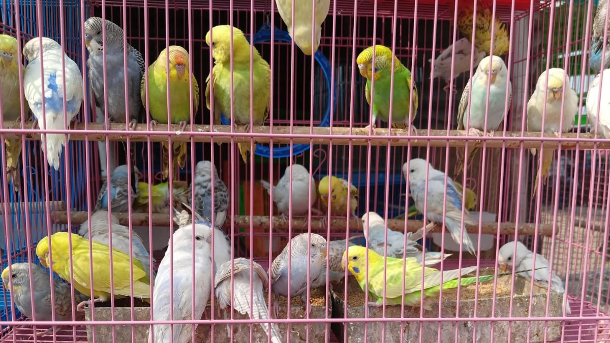 sonpur mela 2025 dog market buzzing with exotic pets and breeds