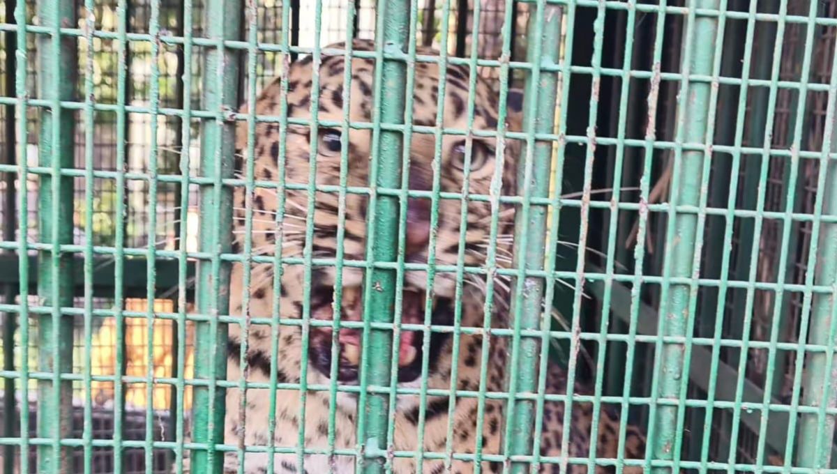 leopard captured after days long search lakhimpur