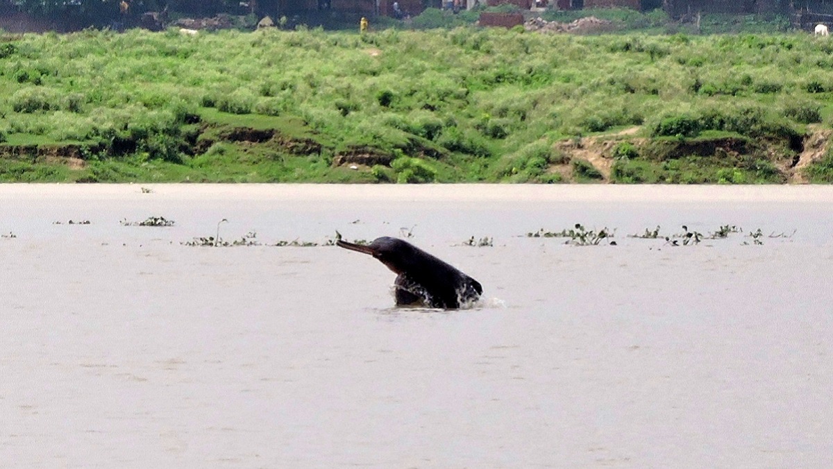 electric boats in ganga river dolphins return to the shores