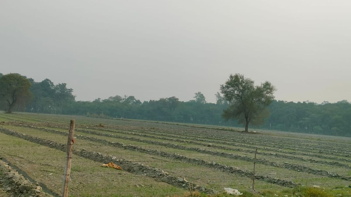 forest land encroachment trees illegally cut down in garhmukteshwar
