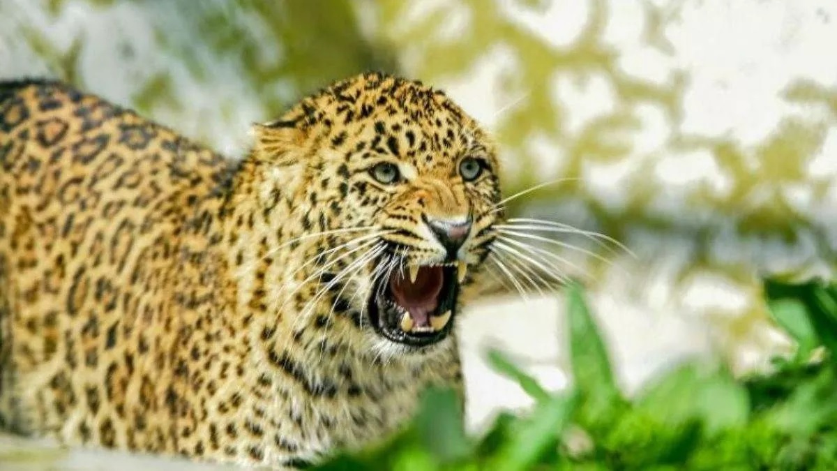 leopard killed woman while cutting grass