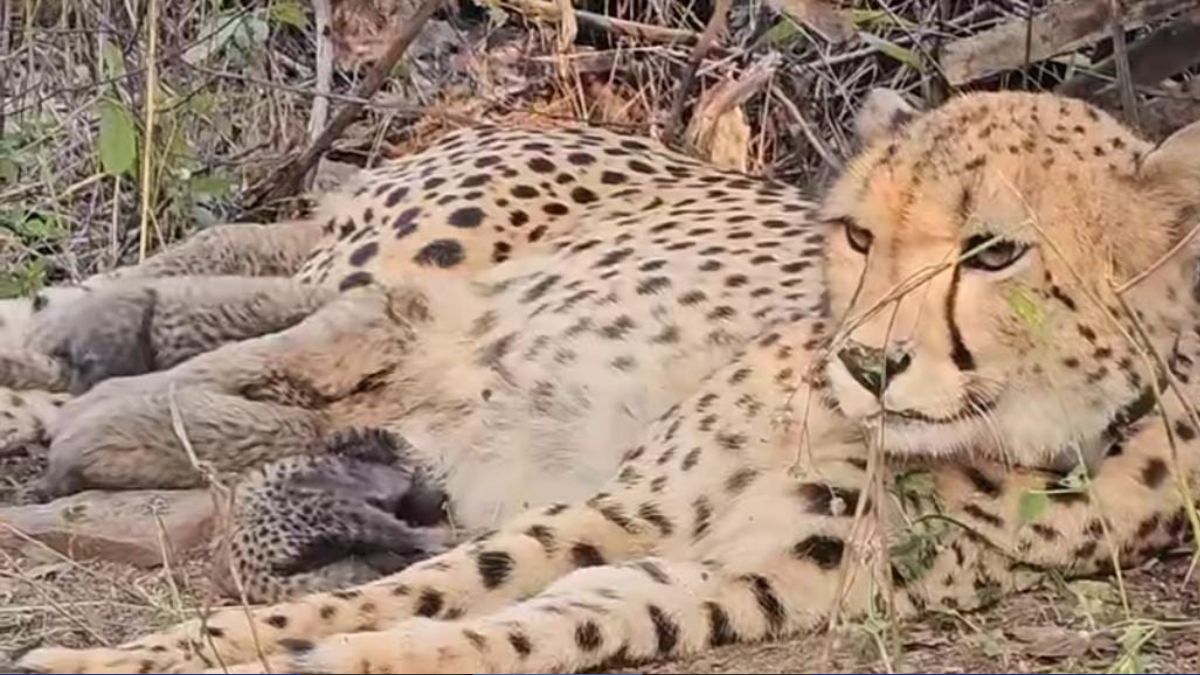 indian cheetah mukhi gives birth to five cubs in kuno national park
