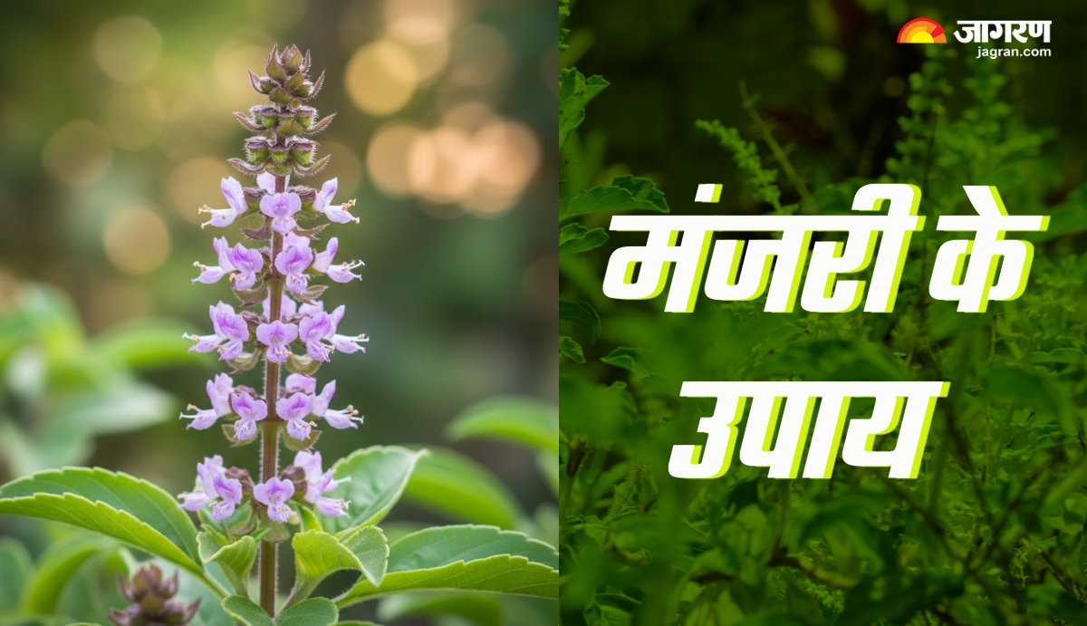 tulsi manjari benefits uses and significance of tulsi manjari