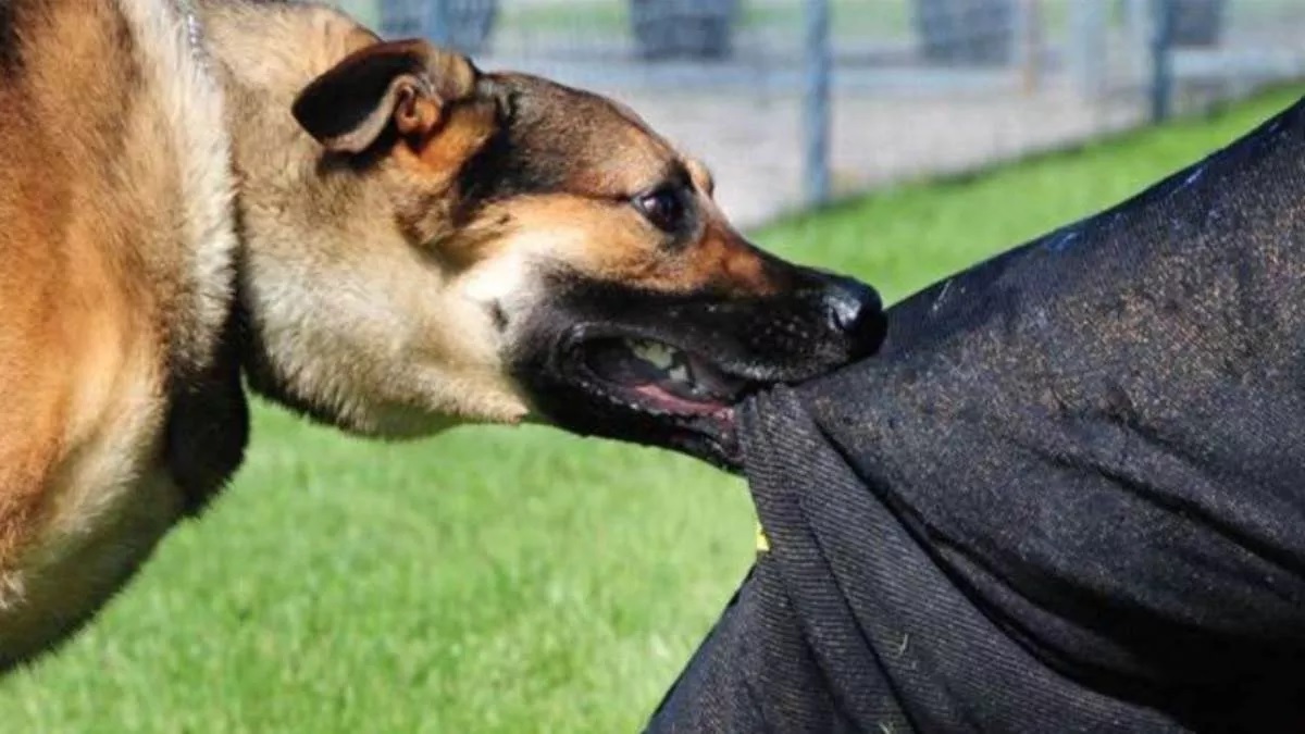 stray dogs in up team in urban area will form to manage activities of stray dogs