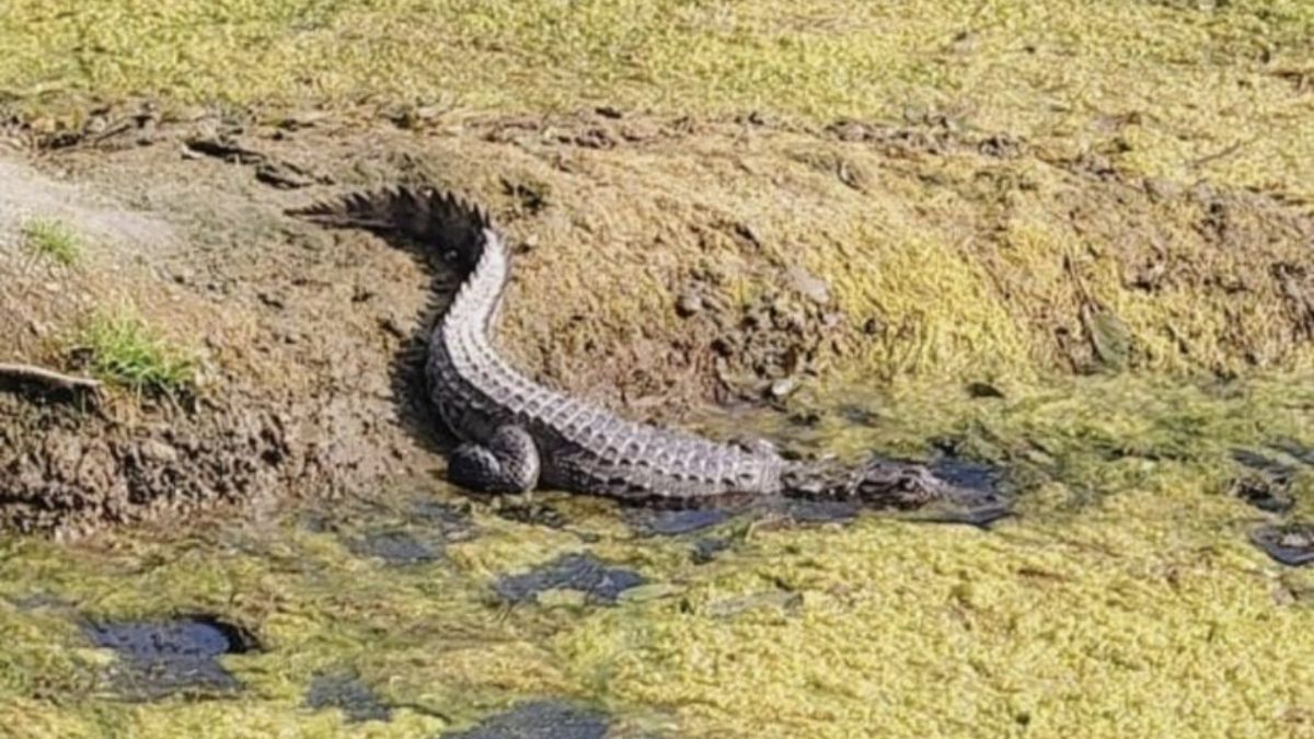 pilibhittigerreservecrocodilessunbathinglushgreenjungleattractstourists