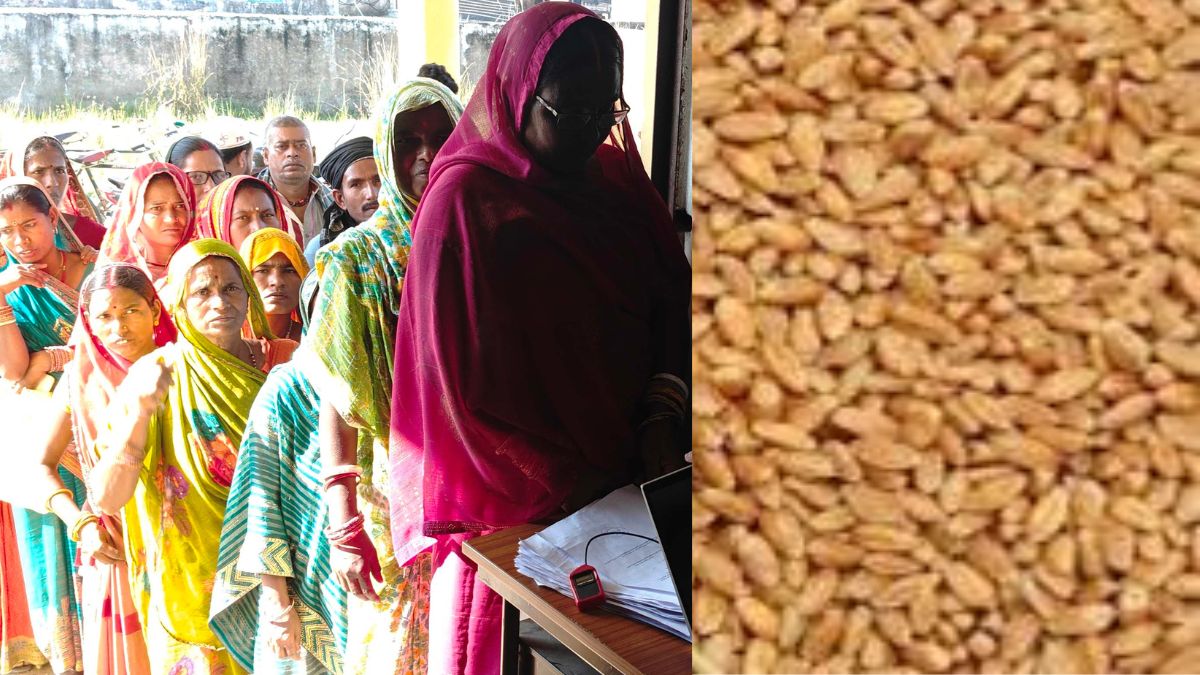 distribution of wheat and pea seeds among farmers at subsidized rates bihar news