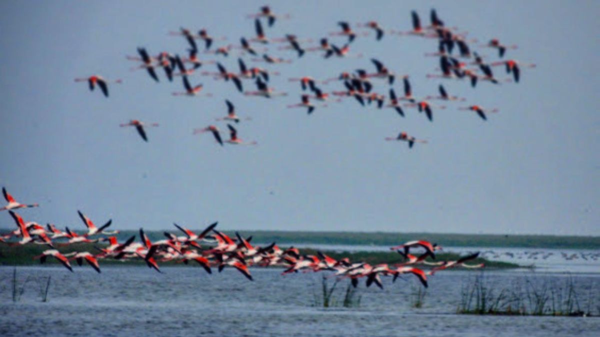 chilika lake welcomes migratory birds a winter spectacle