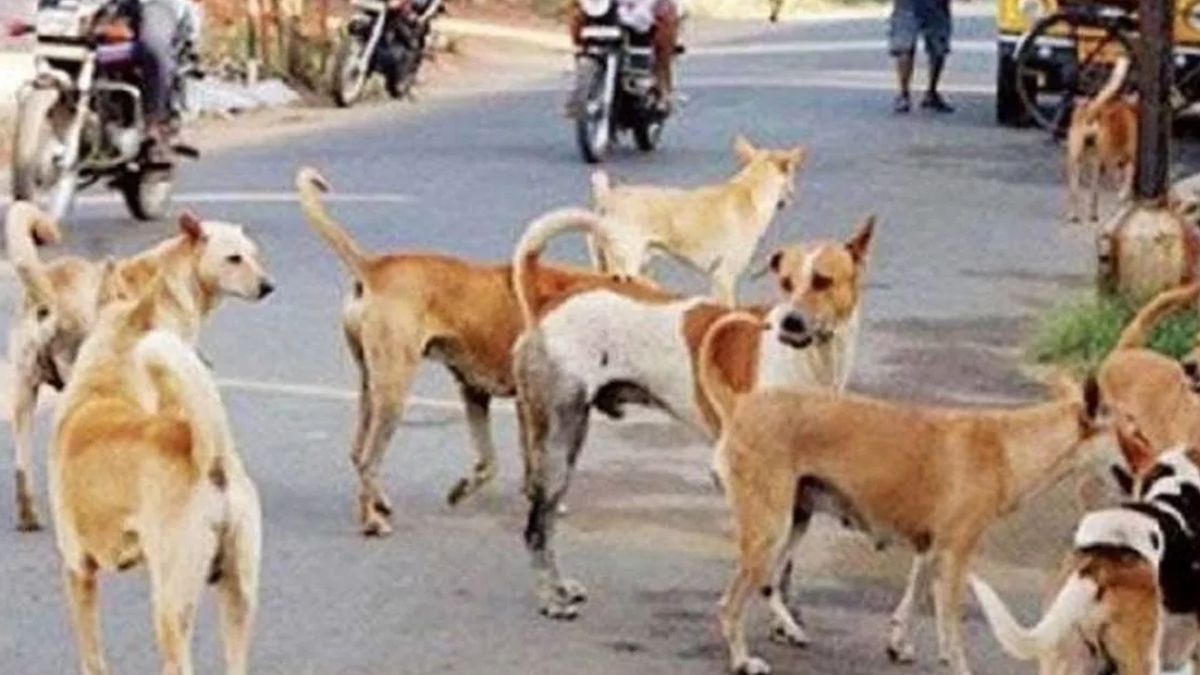 karnataka government announces compensation for dog bites