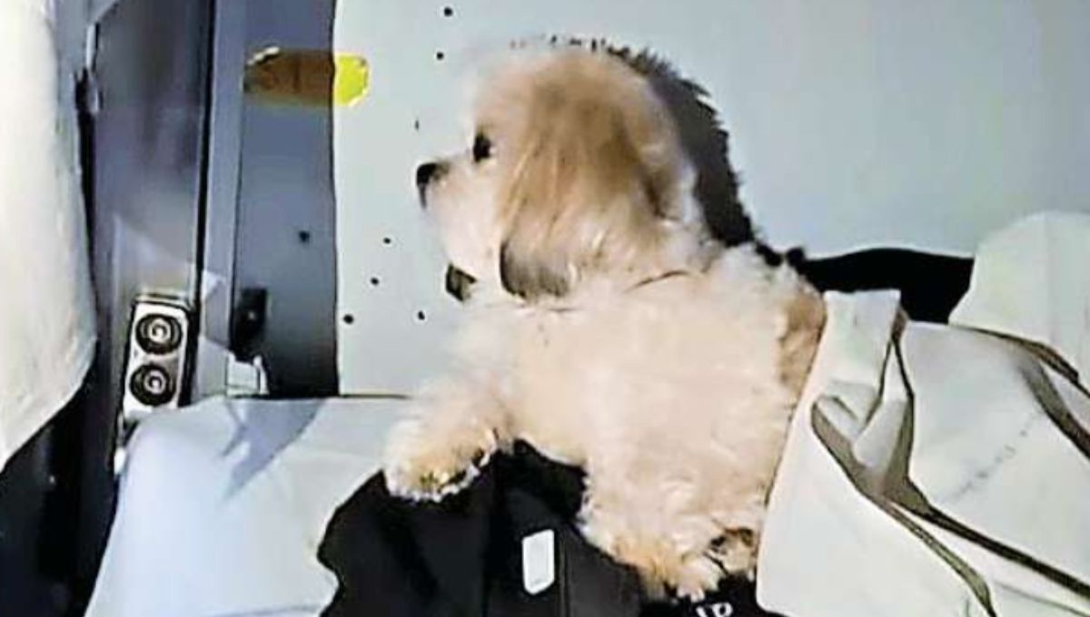 puppy travels in ac coach a curious case on amarnath express