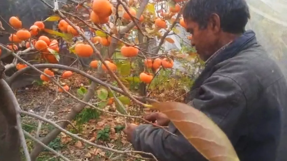himachal news fruit crop protection gardeners alerted to fog damage