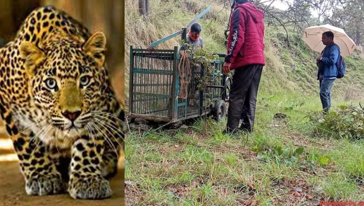 uttarakhand 47 man eater leopards imprisoned in rescue centers