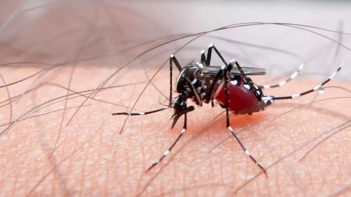 noida mosquito control authority to spend 275 crore