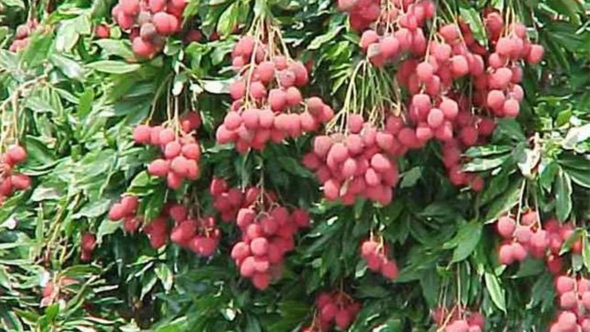 muzaffarpur horticulture department to count lychee trees