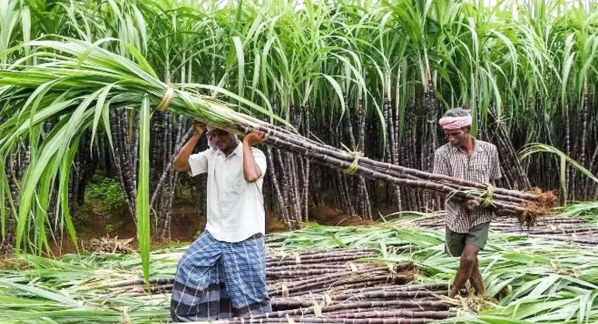 notice to farmers for poor sugarcane supply in nanauta