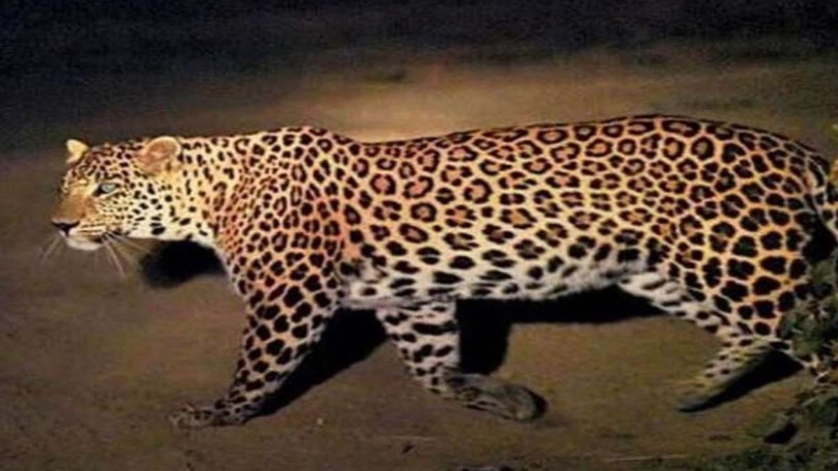 leopard enters rajasthan ministers bungalow in jaipur panic grips vip area