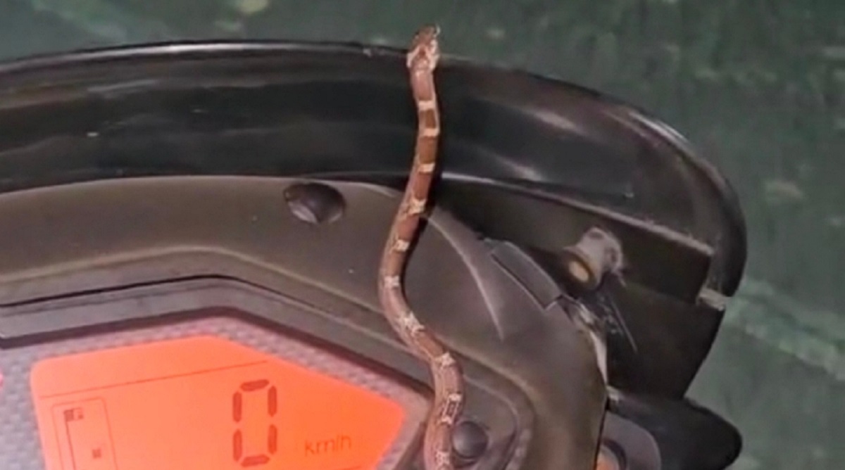 snake on bike speedometer mobile shop owners narrow escape in baghpat