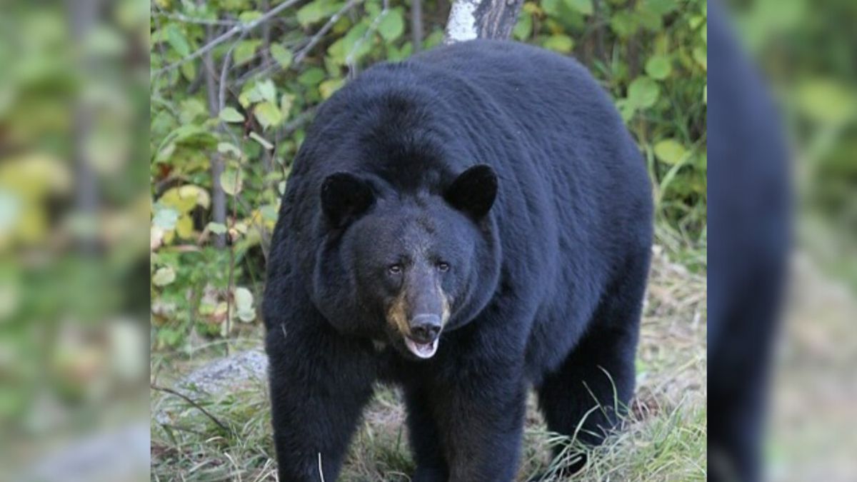 forest department rescue trapped bear near river