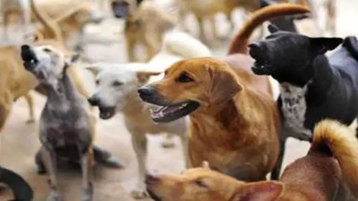 stray dogs tarnish image of international trade fair