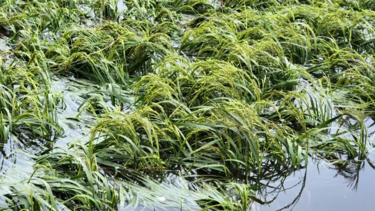 yamuna flood damage haryana govt seeks reverification of loss report