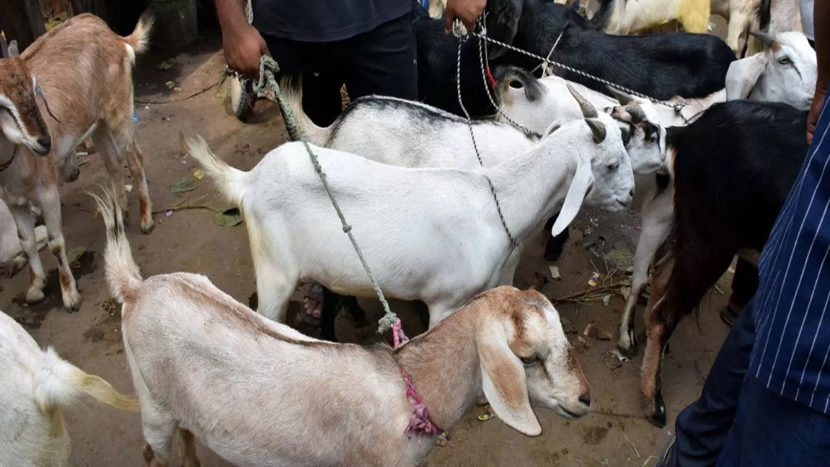 kashmir mutton traders threaten price hike over punjab checkpoint issue