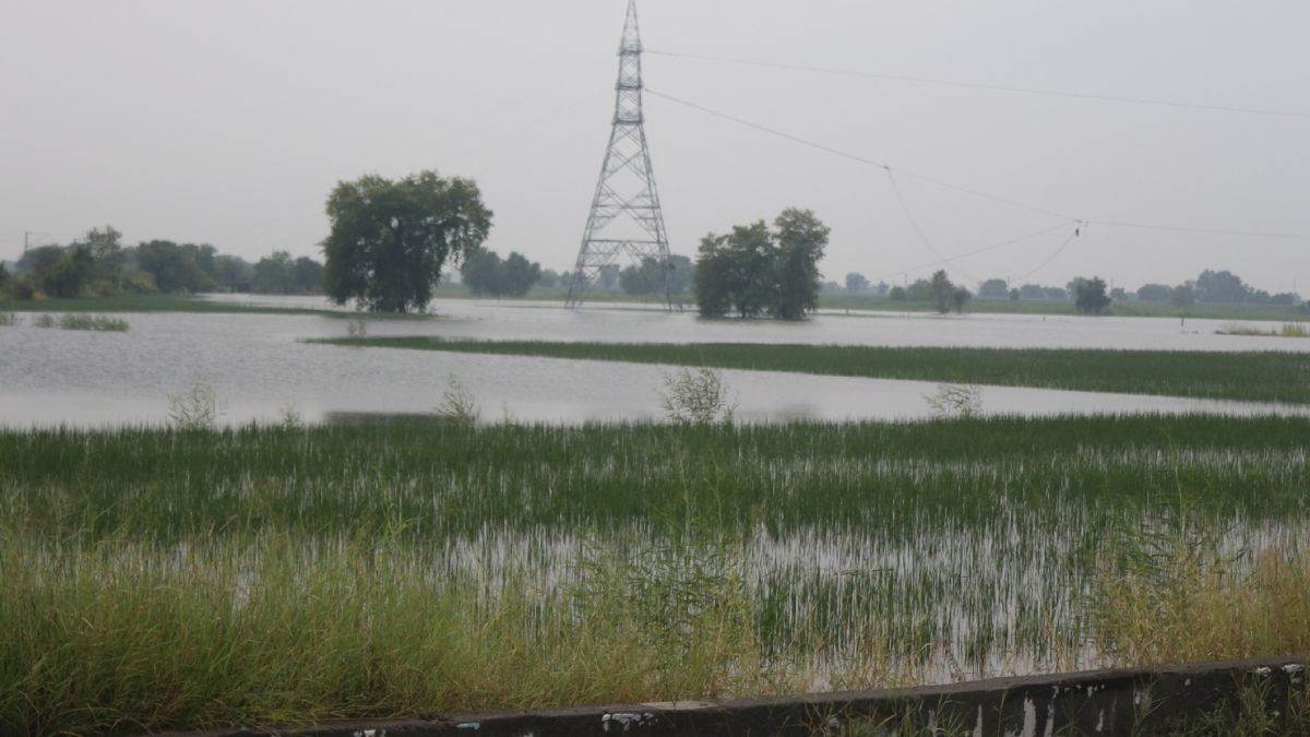 jammu rs pura farmers face disappointment despite premium payments