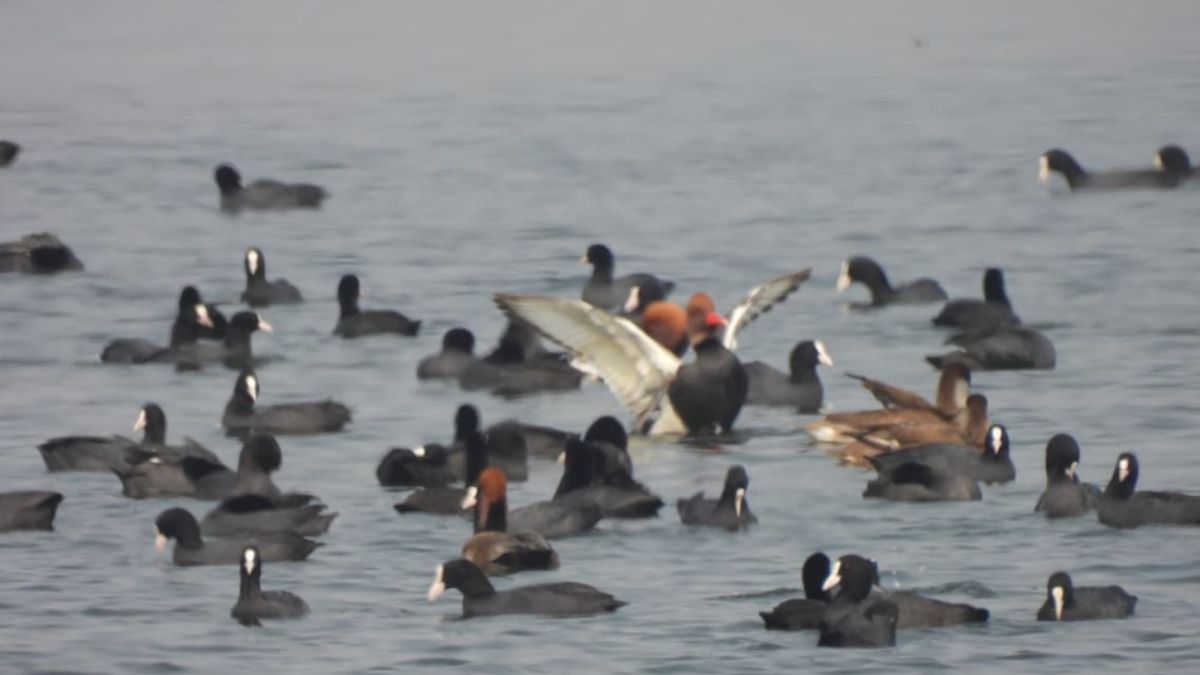 foreign birds flock to jamuis naginakti tourist influx rises