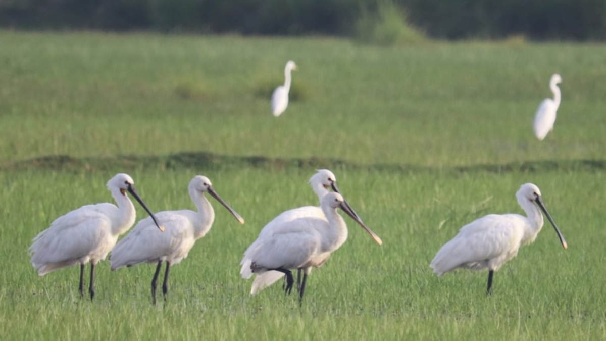 migrated birds came from siberia mongolia at jodhpur jhaal mathura