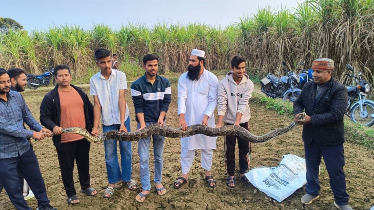 python rescued from graveyard in doiwala