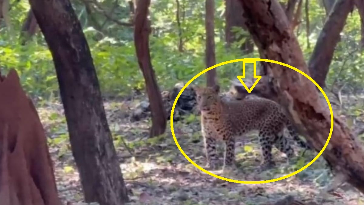 leopard spotted in vtr jungle safari bihar news