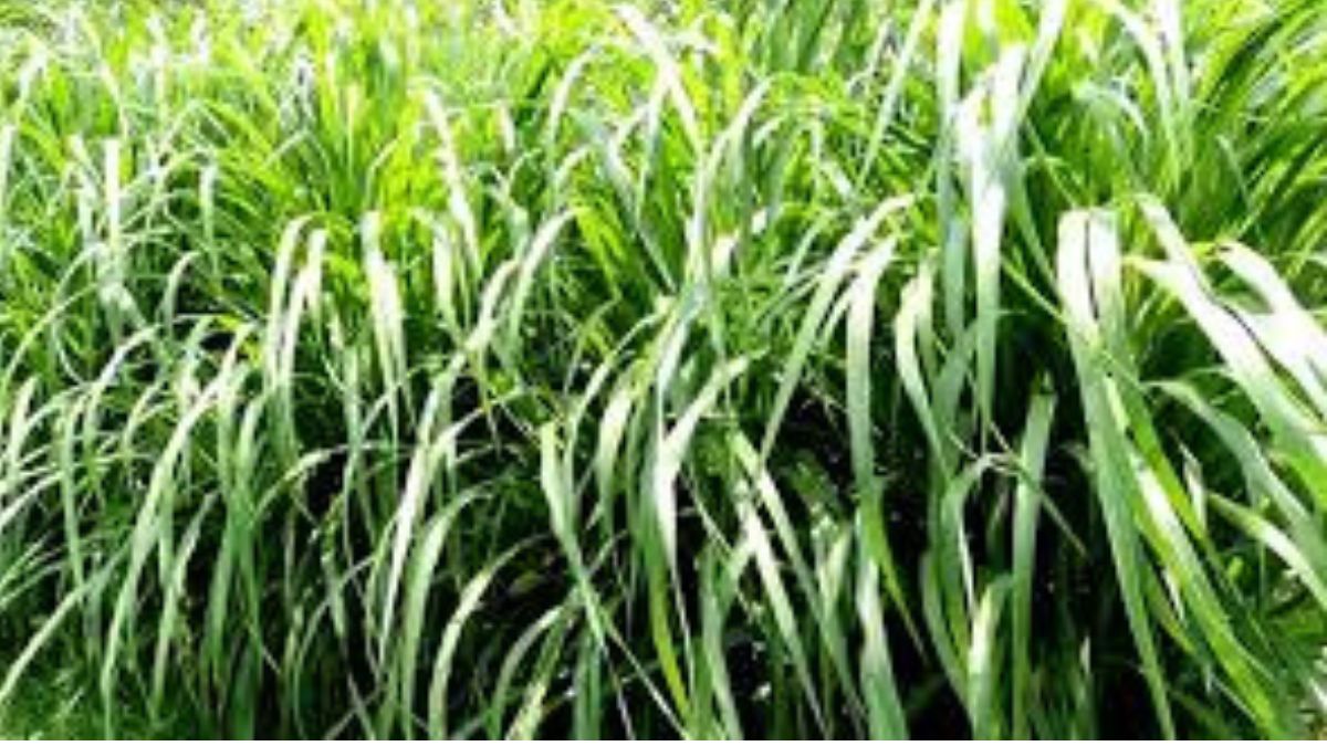 good news for farmers government subsidy for napier grass cultivation