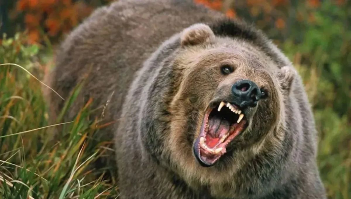bear attacks in uttarakhand forest department issues alert and safety guidelines