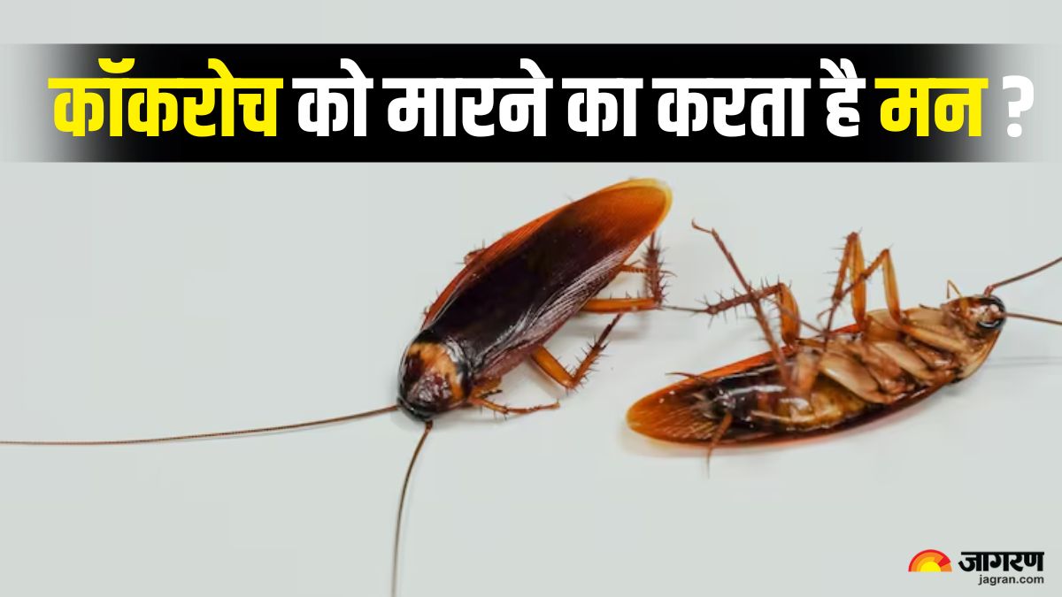 what happens if all cockroaches die know the shocking consequences