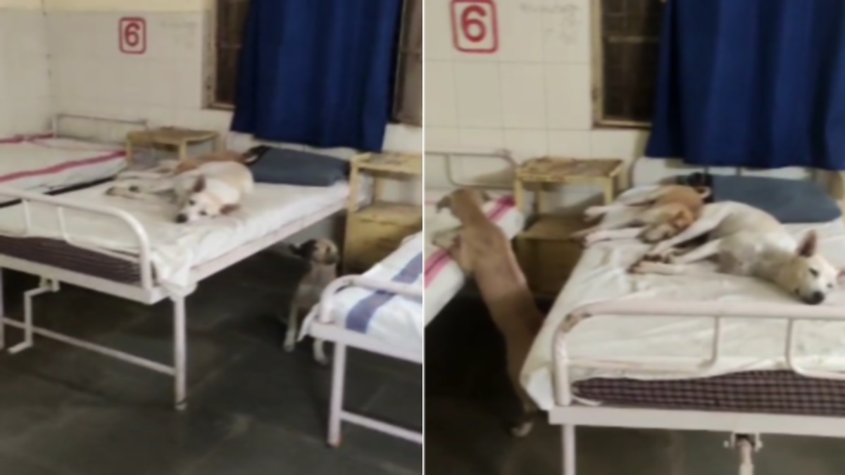 mp hospital beds occupied by dogs negligence exposed