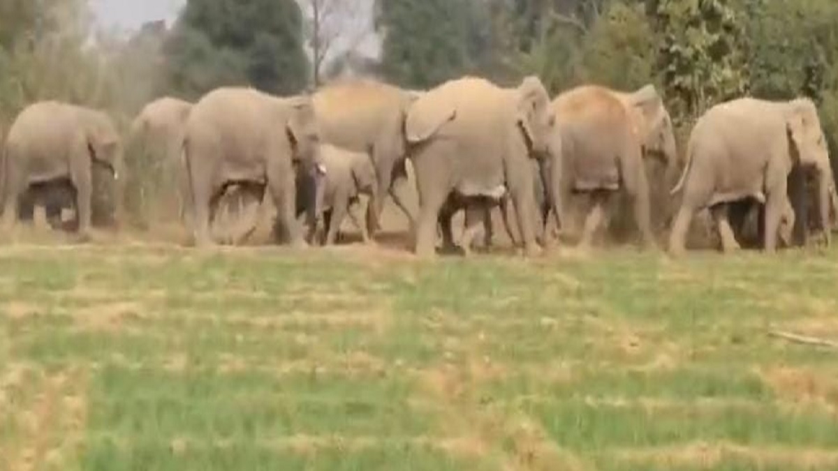 elephant herd terrorizes gumla crops destroyed in bharno