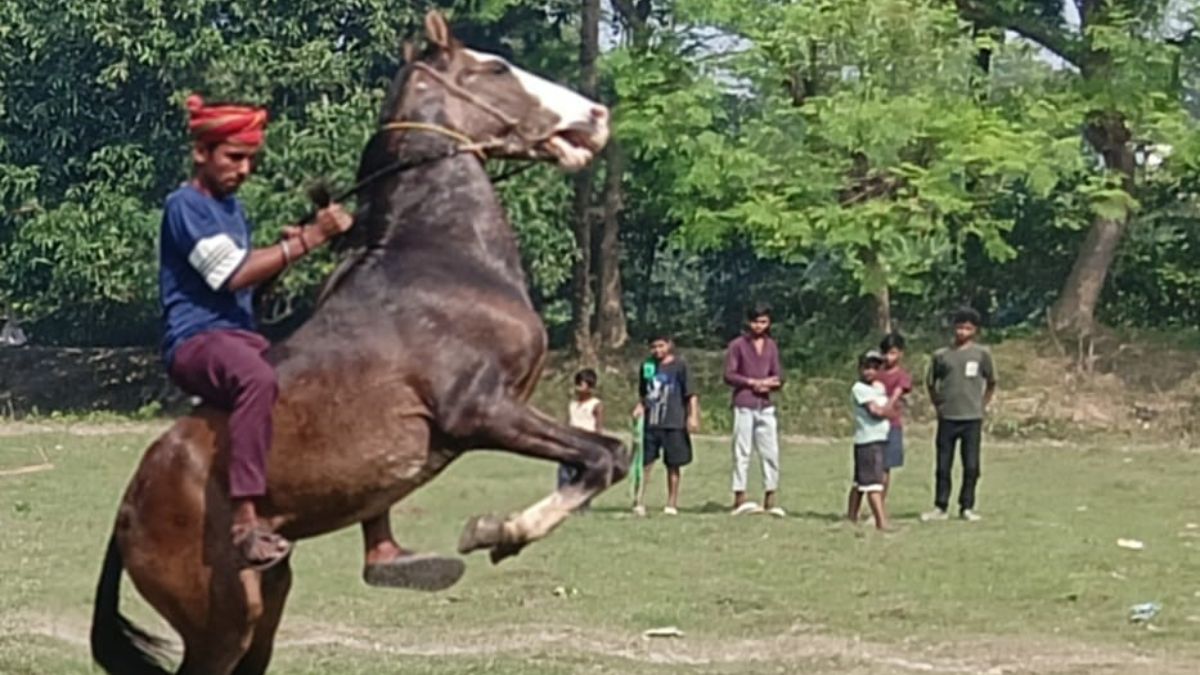 sonpur mela 2025 horse market dwindles goat and dog market thrives