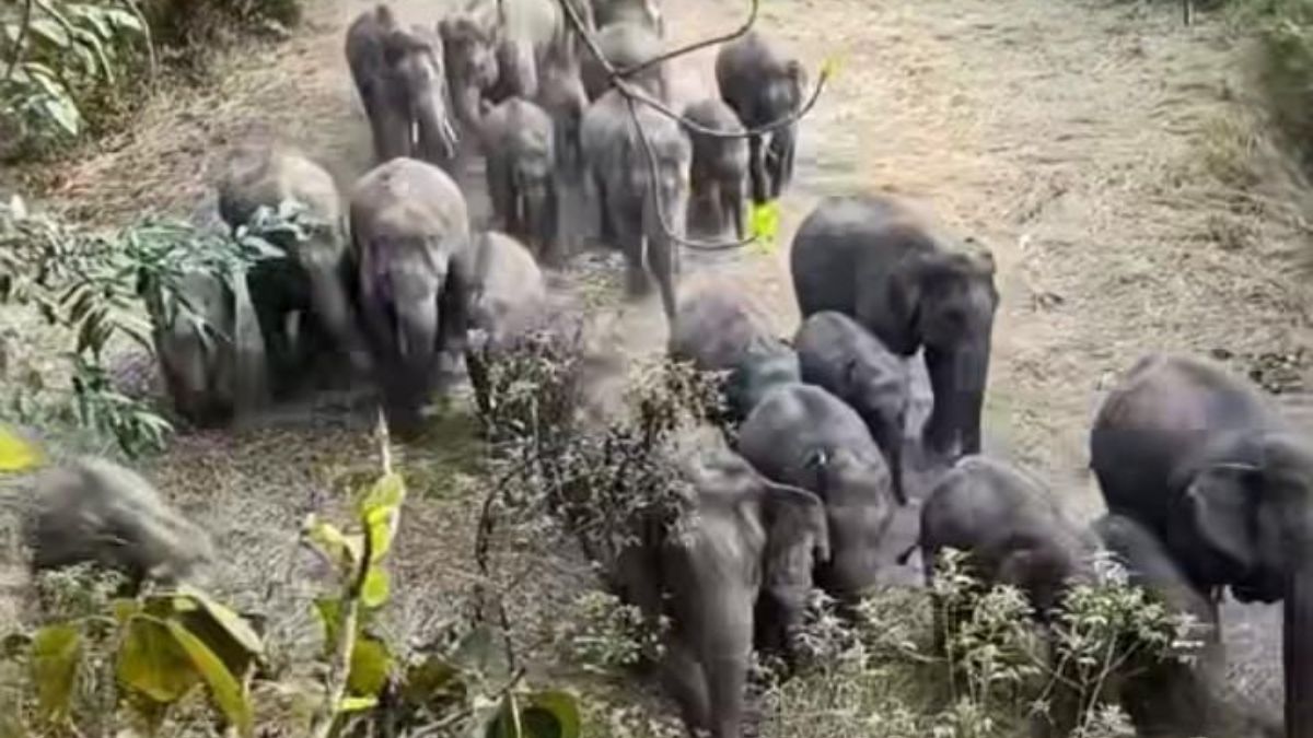 elephant herd terrorizes villagers in west singhbhum