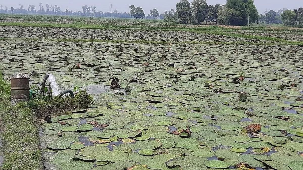 makhana farming tips best practices for high yield makhana crop