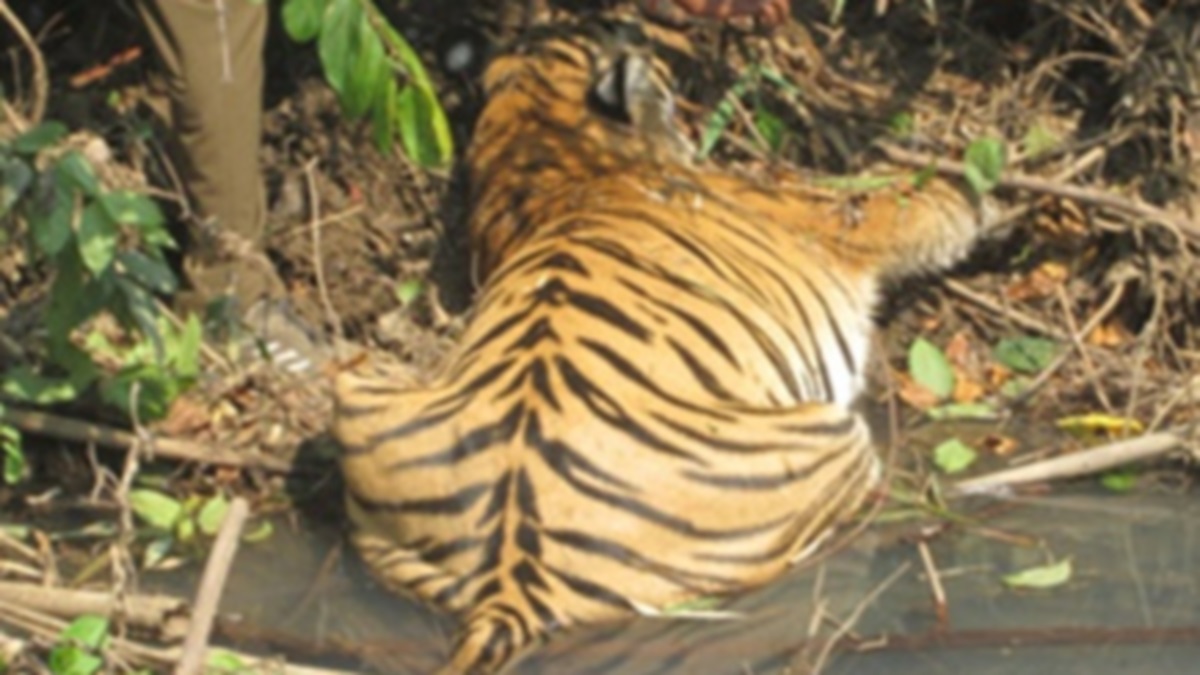 tiger poaching 9 nabbed in narmadapuram sentenced to 4 years