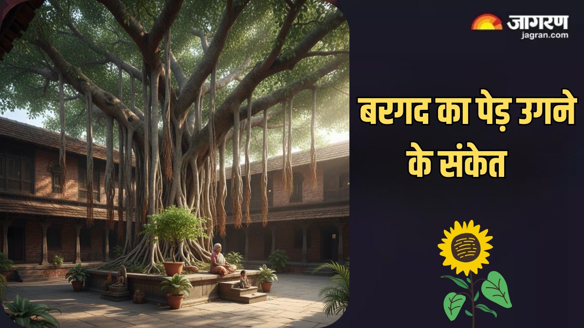 banyan tree these are the signs of growing a banyan tree in the house