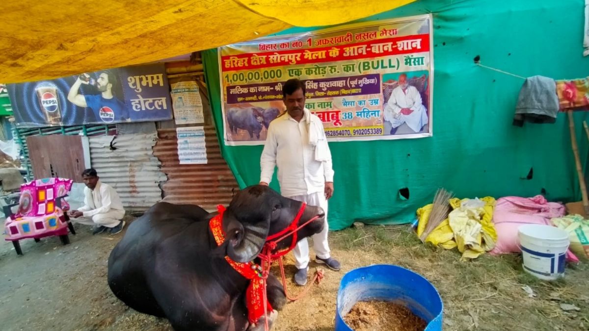 sonpur mela 2025 one crore price buffalo pradhan babu becomes superstar