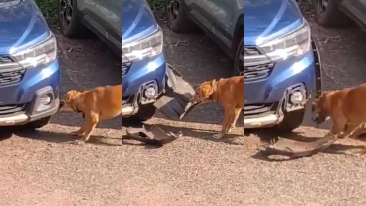 stray dog removes maruti xl6 bumper while chasing rat see viral video